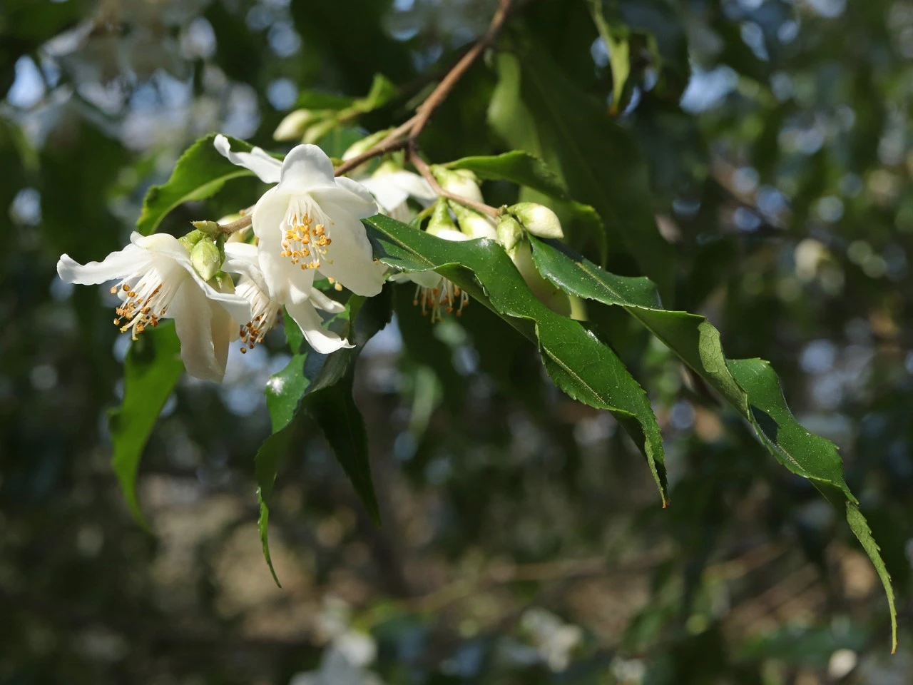 C. tsaii